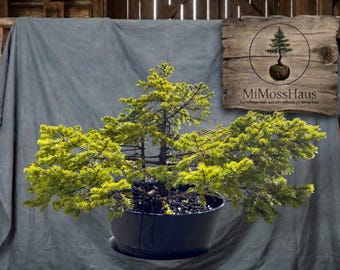 15” white Spruce large Pre Bonsai 30” canopy  Wild Collected