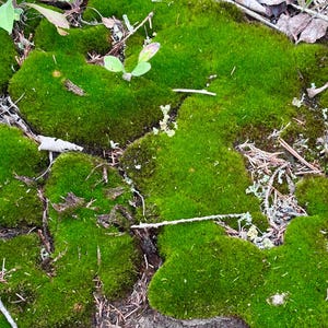 Live Sun Moss (Bryum caespiticium): Bonsai, Terrarium & Garden