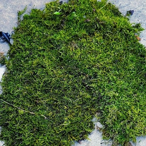 Live Hypnum Sheet Moss – Fresh Green, Available in 6 Sizes – Free Ship kokedama terrarium afbeelding 5