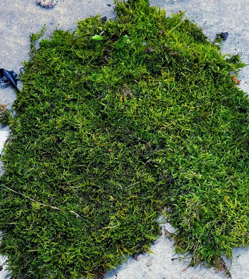 Live Hypnum Sheet Moss – Fresh Green, Available in 6 Sizes – Free Ship kokedama terrarium afbeelding 5