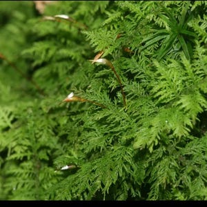 Live Delicate  Fern Moss for Terrariums, Bonsai, Vivariums Fairy Gardens Multiple Sizes