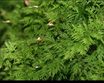 Levend delicaat varenmos voor terraria, bonsai en vivariums Fairy Gardens Meerdere maten