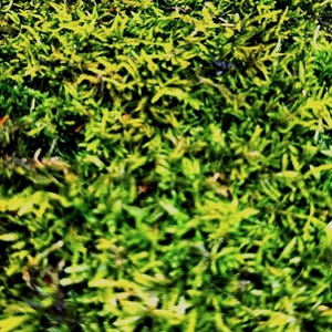 Live Hypnum Sheet Moss – Fresh Green, Available in 6 Sizes – Free Ship kokedama terrarium afbeelding 6