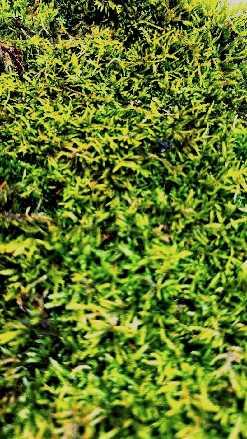 Live Hypnum Sheet Moss – Fresh Green, Available in 6 Sizes – Free Ship kokedama terrarium afbeelding 6