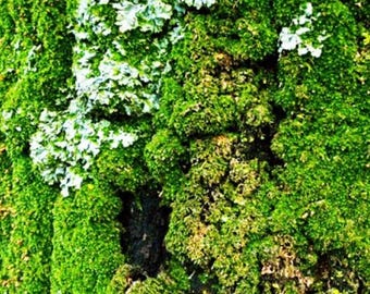 Terrarium Moss & Bark Grab Bag: Natural Vivarium Decor