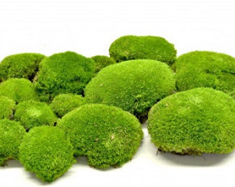 fresh live Pin Cushion Moss 1qt. Pillow moss  vivariums terrariums fairy gardens clean healthy free ship