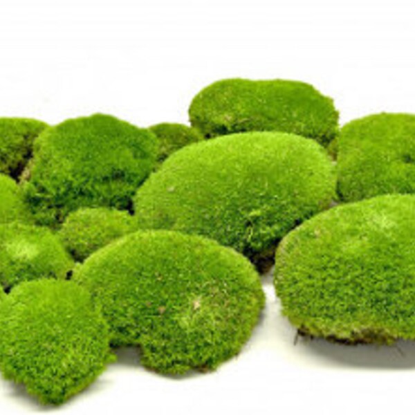 fresh live Pin Cushion Moss 1qt. Pillow moss  vivariums terrariums fairy gardens clean healthy free ship