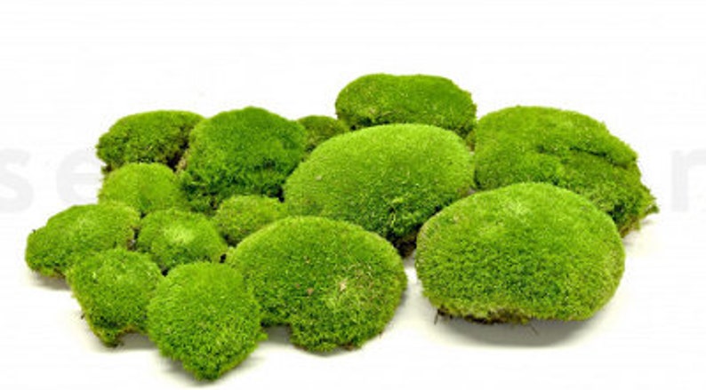 fresh live Pin Cushion Moss 1qt. Pillow moss vivariums terrariums fairy gardens clean healthy free ship image 1