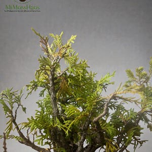 orchid bonsai Elegance] Orchid Bonsai (YNM-O-923-Pink 2) – You N Me Floral Co., Ltd