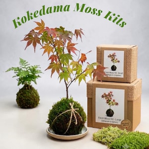 May include: Kokedama Moss Kits featuring a Japanese maple in a moss ball, a fern in a moss ball, and two brown cardboard boxes with labels. The labels show the plant and text: Fresh Moss Kit - Small (Sphagnum & Hypnum) and Fresh Moss Kit - Large.