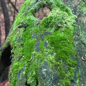 May include: A weathered, dark brown tree log covered in vibrant green moss. The surface of the bark features a natural, hollowed-out opening near the top, with scattered pine needles and small patches of light green lichen visible throughout.
