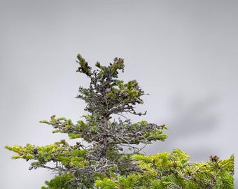 24” black spruce Picea mariana wild collected pre bonsai starter cold hardy Michigan