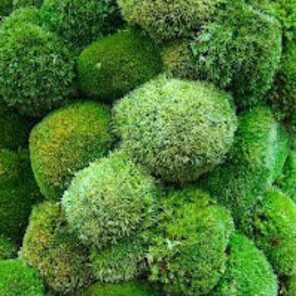 Pin Cushion Moss, Leucobryacae glaucum Cushion Moss, Pillow Moss