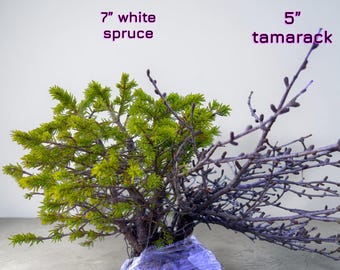 5” Tamarack  7” white spruce combo wild collected pre bonsai trees
