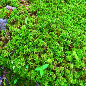 Live Sphagnum Moss   fresh same day harvest Terrariums Vivarium  free shipping