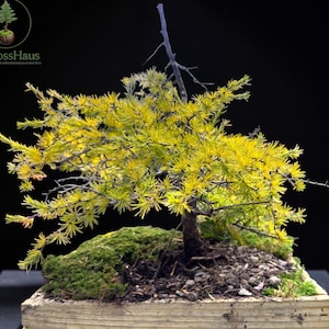 May include: A bonsai tree with vibrant yellow needles and thin, dark branches planted in a rectangular wooden container. The base features dark soil, small grey stones, and patches of green moss. The logo MiMossHaus is visible in the top left corner.
