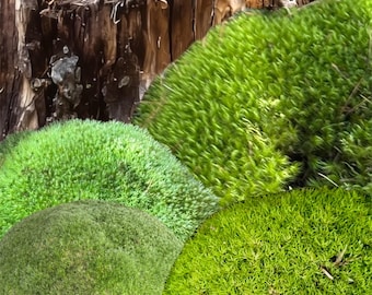 Frog Moss & Cushion Moss Terrarium Pack: 4 Sizes