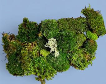 Live Moss Grab Bag: Assorted Types for Terrariums & Fairy Gardens