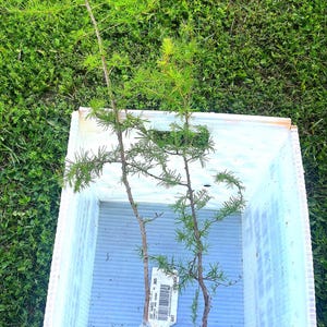 May include: Two young evergreen trees with green needles and brown trunks are in a white plastic container. The trees are in a bed of green moss, wrapped in plastic. The container sits on a bed of green grass.