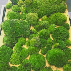 May include: A selection of bright green moss clumps of different sizes, displayed on a light brown surface. The moss has a rich, textured appearance, creating a natural, organic look. The image highlights the natural beauty of the moss.