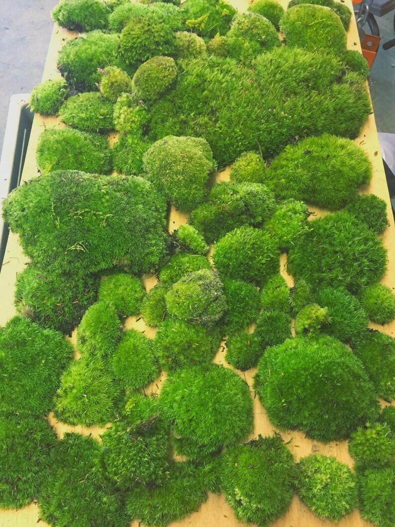 May include: A selection of bright green moss clumps of different sizes, displayed on a light brown surface. The moss has a rich, textured appearance, creating a natural, organic look. The image highlights the natural beauty of the moss.