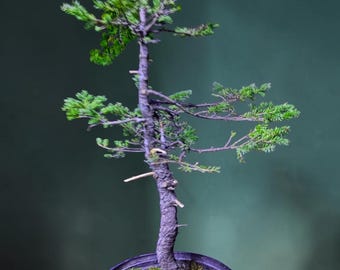 25” black spruce Picea mariana wild collected pre bonsai starter cold hardy Michigan