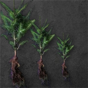 May include: Three small evergreen plants with exposed roots are displayed against a dark gray textured background. The plants have green, needle-like leaves and brown stems. The roots are a mix of brown and purple.