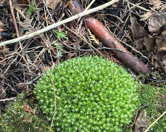 fresh pin cushion moss Leucobyrum Glaucum for terrariums gardens bonsai choose size