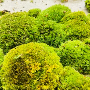 fresh live Pin Cushion Moss 1qt. Pillow moss vivariums terrariums fairy gardens clean healthy free ship image 5