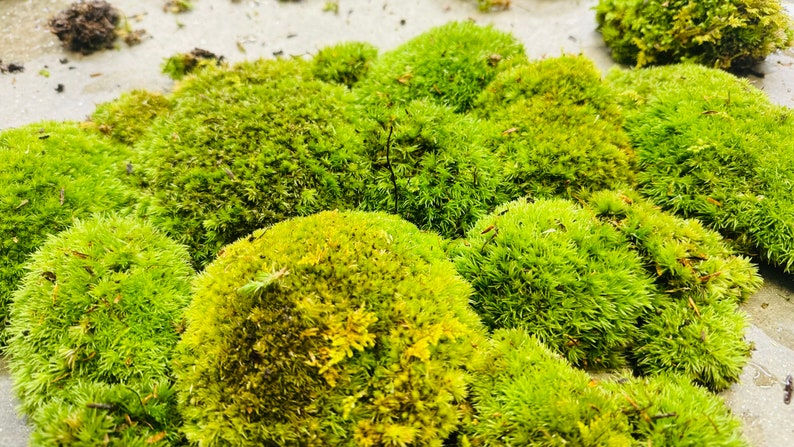 fresh live Pin Cushion Moss 1qt. Pillow moss vivariums terrariums fairy gardens clean healthy free ship image 5