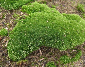 Live Silvergreen moss Bryum argenteum terrarium vicarious silver moss