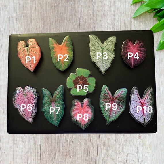 philodendron el choco red kaufen Philodendron sp. 'El Choco Red' *Growers Choice* – Rare Plant Fairy main image 1