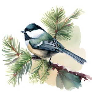 Mésange oiseau aquarelle PNG Clipart Bundle, mignon coloré mésange oiseau ensemble, décor de pépinière, Baby Shower Clipart, artisanat en papier numérique