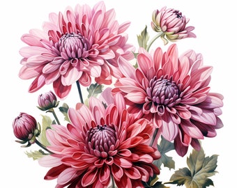Bundle de cliparts aquarelle bouquet de chrysanthèmes, clipart floral aquarelle, ensemble de fleurs de chrysanthème, agenda numérique, journal indésirable