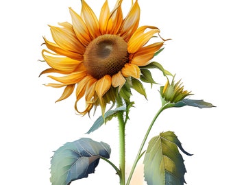 Sonnenblume Aquarell Clipart, Aquarell Blumen Clipart, Sonnenblume Clipart, gelbe Blumen, Instant Download, kommerzielle Nutzung