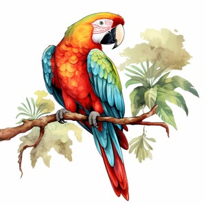 Pacchetto di clipart acquerello pappagallo, set di pappagalli colorati carini, disegni di pappagalli per decorazioni per l'asilo nido, creazione di carte, decorazioni murali per pappagalli, uso commerciale