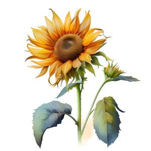 Clipart aquarelle tournesol, aquarelle florale, clipart tournesol, fleurs jaunes, téléchargement immédiat, usage Commercial