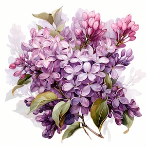 Imágenes prediseñadas de acuarela de ramo de flor lila, conjunto de ramo de arbustos lilas florales, conjunto de ramas lilas, fabricación de tarjetas y diarios, licencia comercial