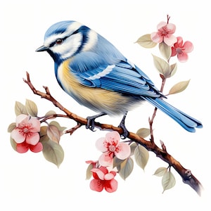 Bundle de cliparts aquarelle mésange bleue, ensemble mésange bleue colorée, décoration de chambre d'enfant, dessins d'oiseau mésange bleue, baby shower, art mural mésange bleue, publicité