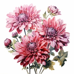 Paquete de imágenes prediseñadas de acuarela de ramo de crisantemo, imágenes prediseñadas florales de acuarela, conjunto de flores de crisantemo, planificador digital, diario basura