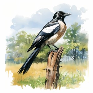 Bundle de cliparts aquarelle pie, joli ensemble pie coloré, décoration de chambre d'enfant, dessins d'oiseaux pie, baby shower, art mural pie, usage commercial
