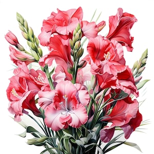 Gladiolus Bouquet acuarela Clipart, conjunto de gladiolos florales, conjunto de flores de colores, marco de ramo de gladiolos, diario basura, licencia comercial