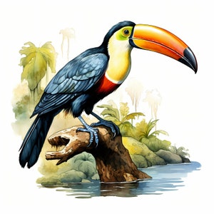 Lot de cliparts aquarelle toucan, joli ensemble de toucan coloré, décoration de chambre d'enfant, dessins d'oiseau toucan, baby shower, art mural toucan, usage commercial