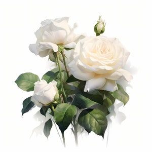 Bundle de cliparts aquarelle rose blanche, clipart floral aquarelle, clipart rose blanche, fleur blanche, bouquet de roses blanches, créations d'invitations