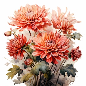 Chrysanthemum Bouquet Watercolor Clipart Bundle, Watercolor Floral Clipart, Chrysanthemum Flowers Set, Digital Planner, Junk Journaling