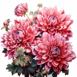 Chrysanthemum Bouquet Watercolor Clipart Bundle, Watercolor Floral Clipart, Chrysanthemum Flowers Set, Digital Planner, Junk Journaling
