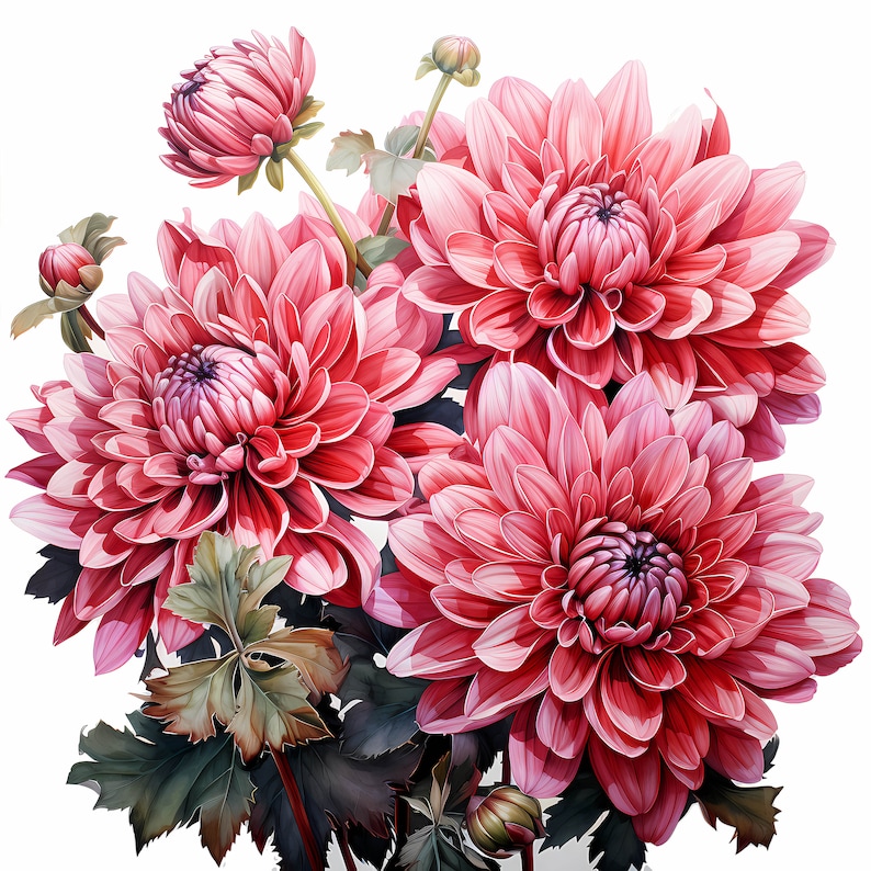 Chrysanthemum Bouquet Watercolor Clipart Bundle, Watercolor Floral Clipart, Chrysanthemum Flowers Set, Digital Planner, Junk Journaling