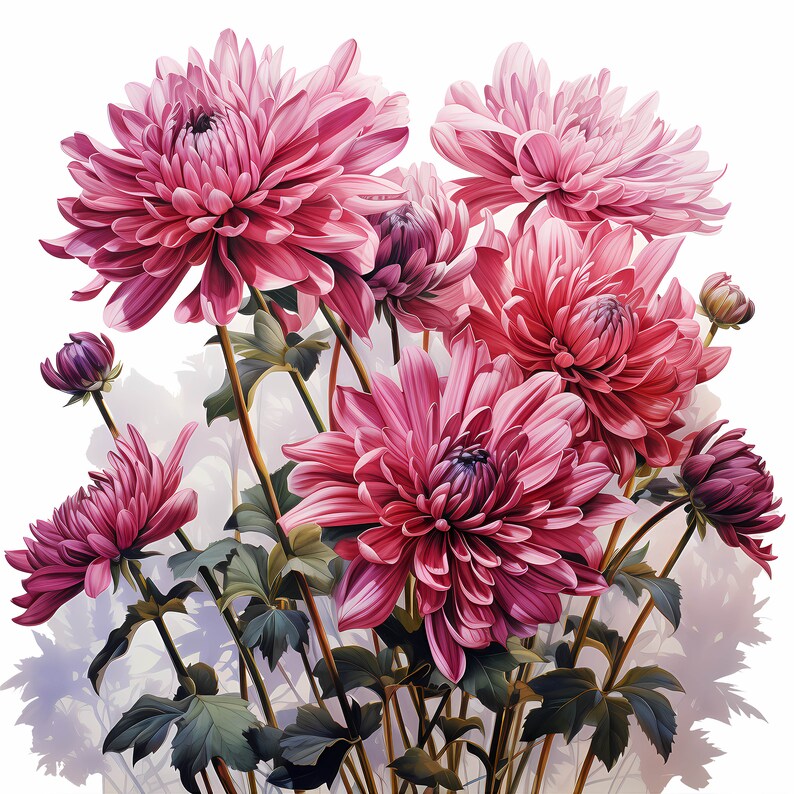 Chrysanthemum Bouquet Watercolor Clipart Bundle, Watercolor Floral Clipart, Chrysanthemum Flowers Set, Digital Planner, Junk Journaling