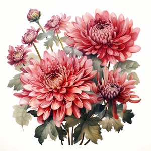 Chrysanthemum Bouquet Watercolor Clipart Bundle, Watercolor Floral Clipart, Chrysanthemum Flowers Set, Digital Planner, Junk Journaling