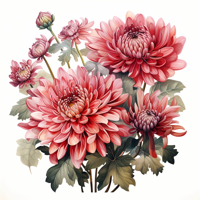 Chrysanthemum Bouquet Watercolor Clipart Bundle, Watercolor Floral Clipart, Chrysanthemum Flowers Set, Digital Planner, Junk Journaling